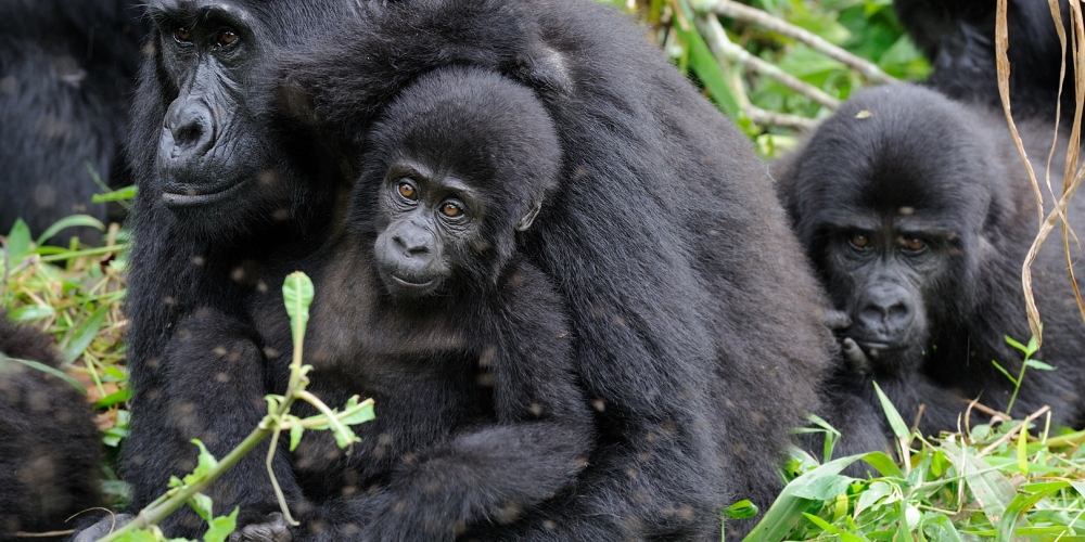 Celebrating two newly born mountain gorillas in Uganda’s Bwindi Impenetrable National Park
