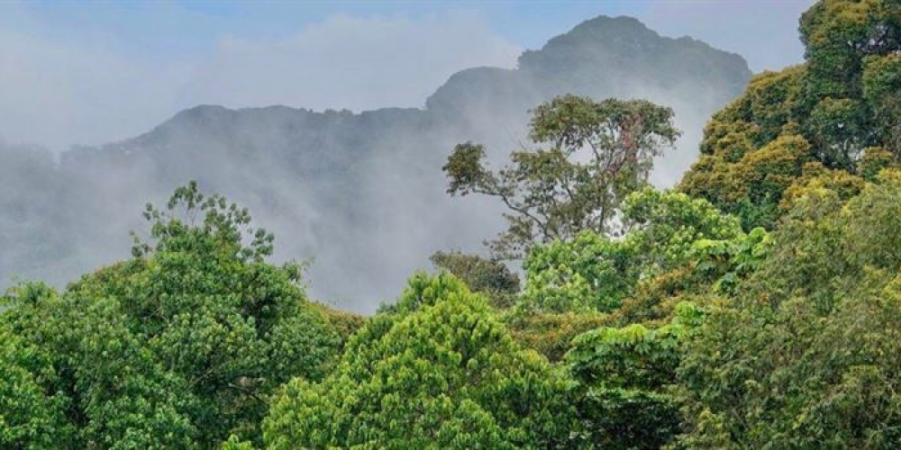 Nyungwe Forest National Park