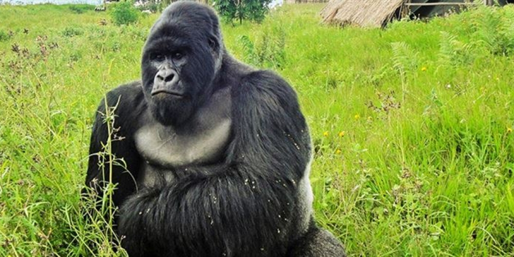 Virunga National Park Congo