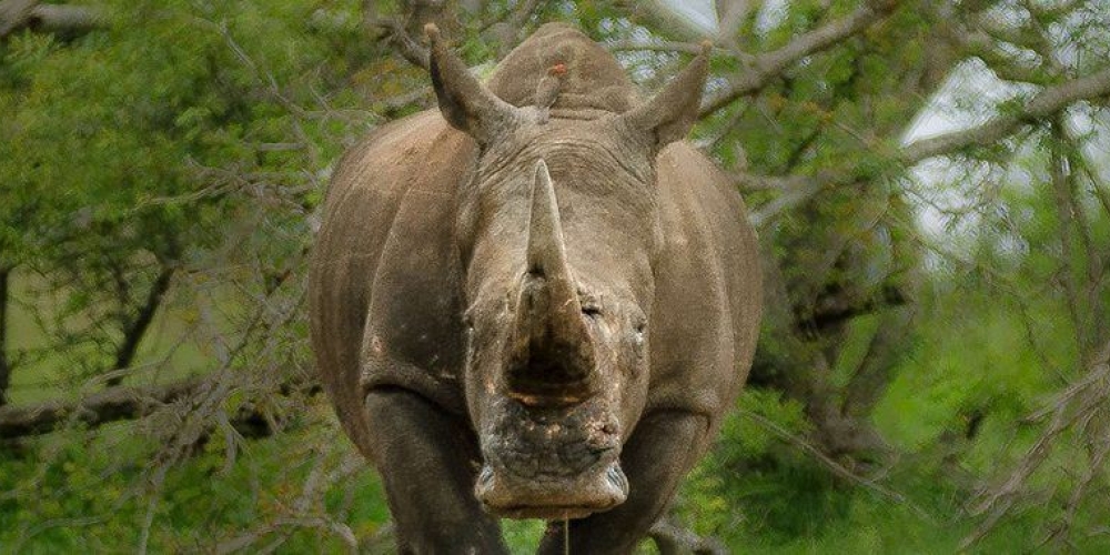 Ziwa Rhino Sanctuary