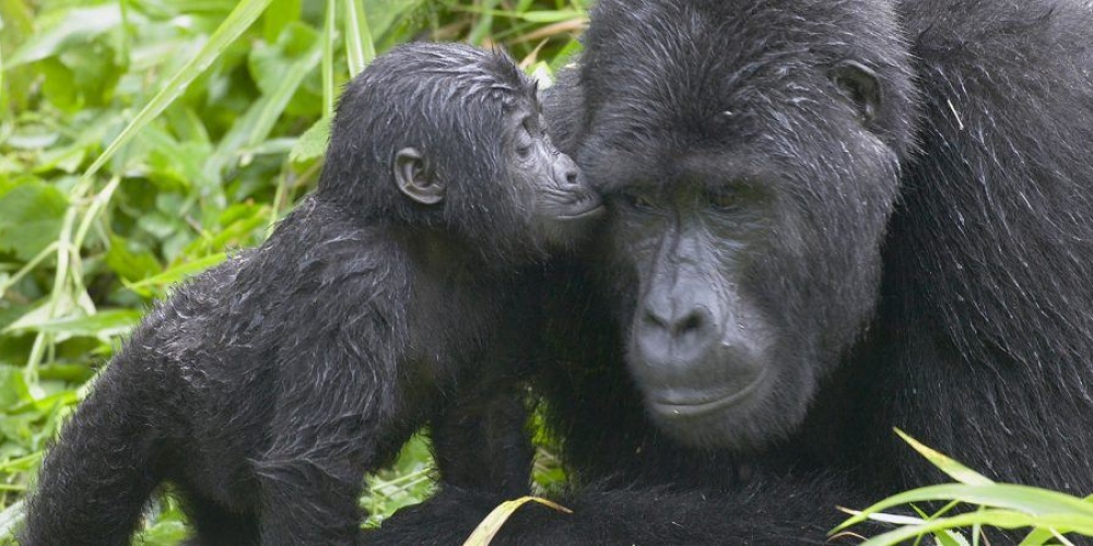 3 Days Bwindi Gorilla Safari