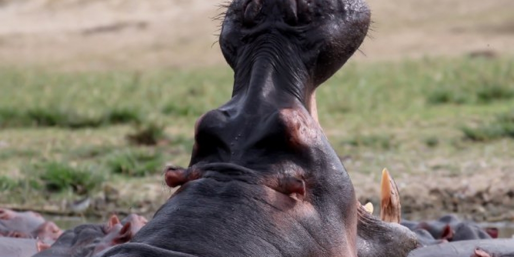 hippo yawning