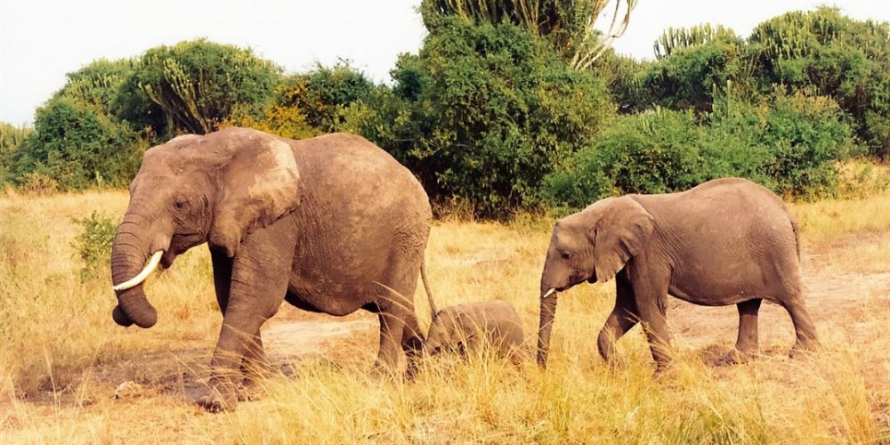Queen Elizabeth National Park Elephants