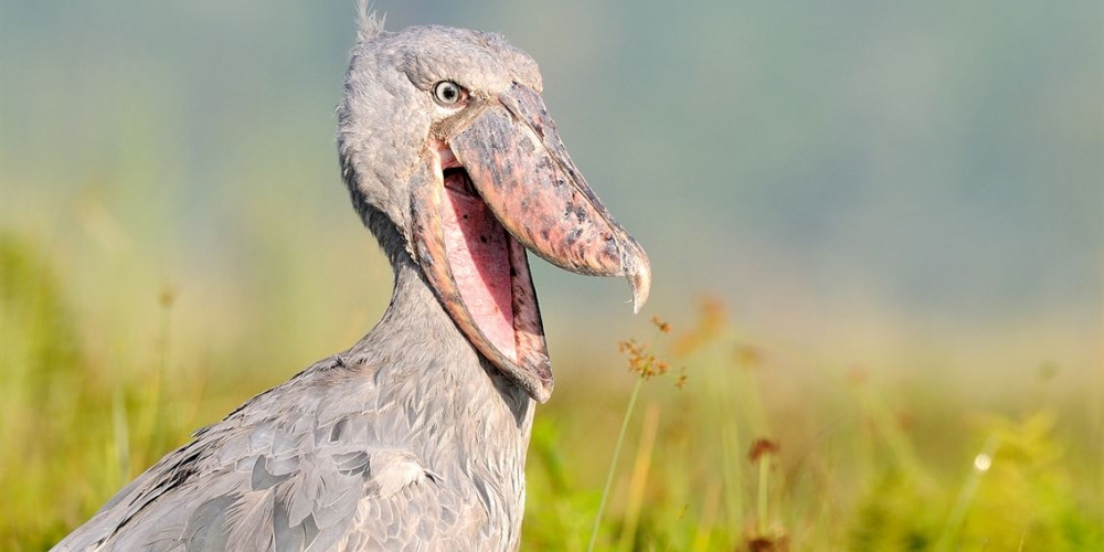 shoebill in mabamba