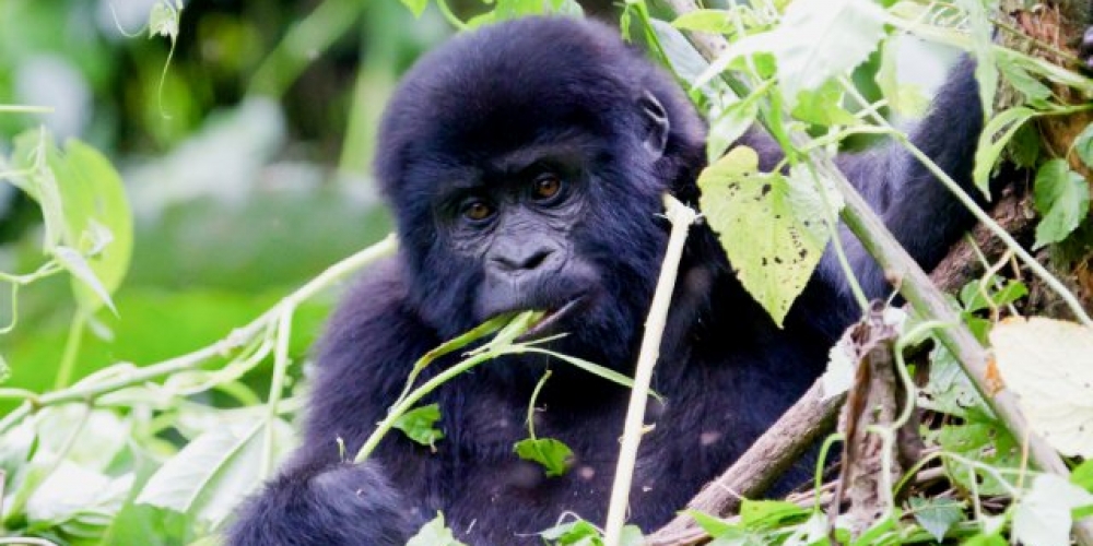 gorilla in volcanoes national park