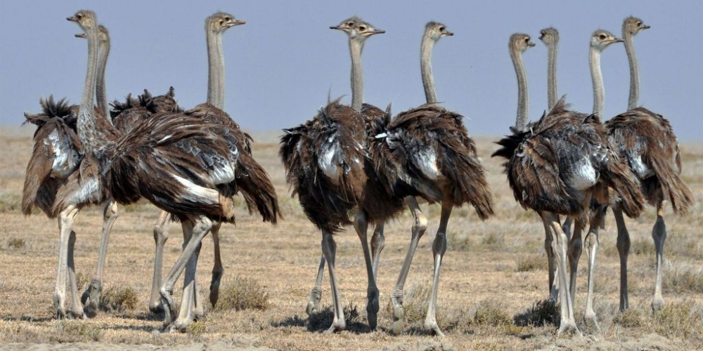 Ostriches in Kidepo Valley N.P 