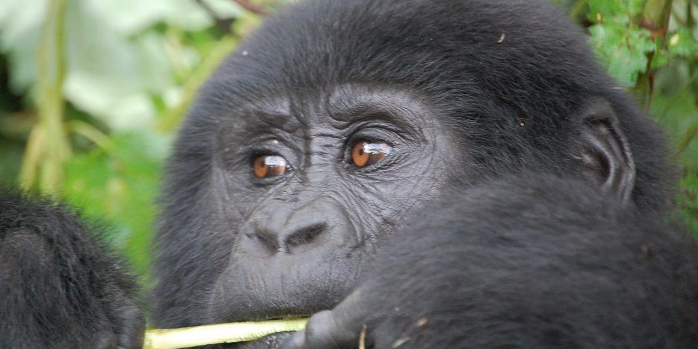 Bwindi Impenetrable National Park