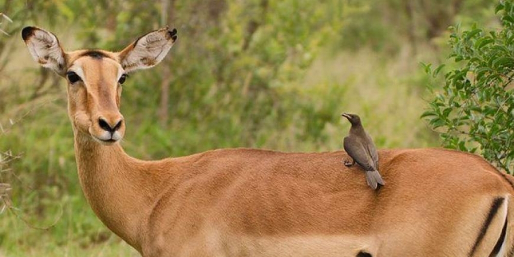 impala in lake mburo