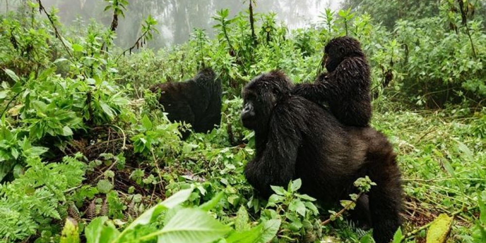 Rwanda Gorilla Families in Volcanoes National Park
