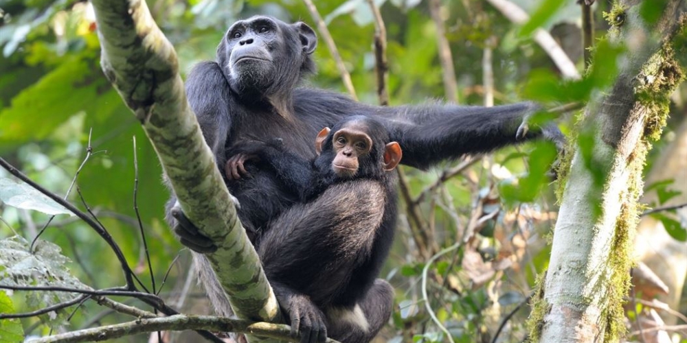 Kibale Forest National Park Chimpanzee