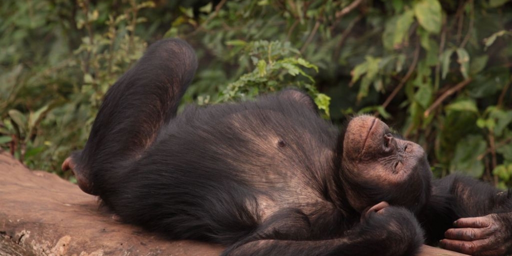 chimpanzee in Kibale forest