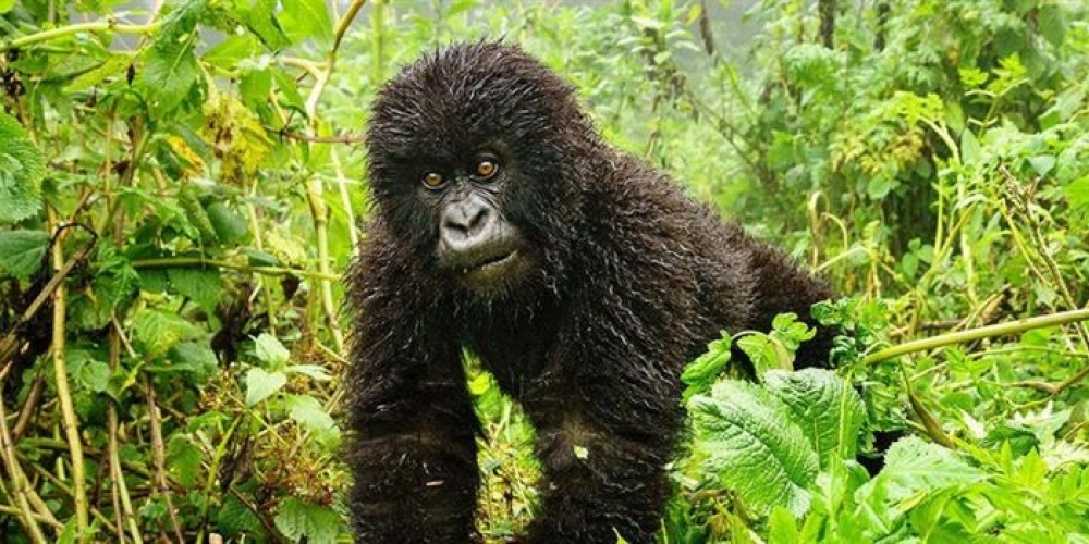 Mgahinga Gorilla National Park