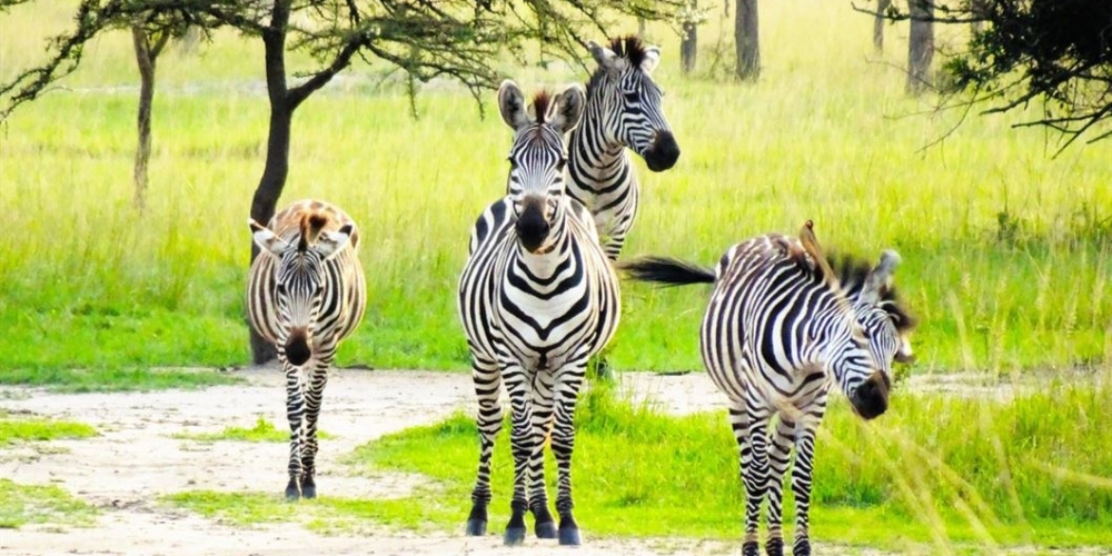 Lake Mburo National Park zebra