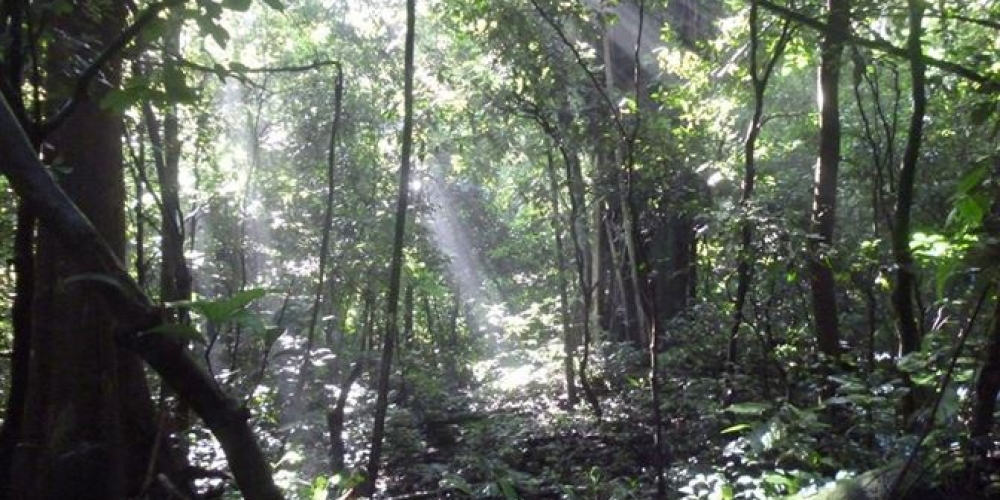 Mabira Forest