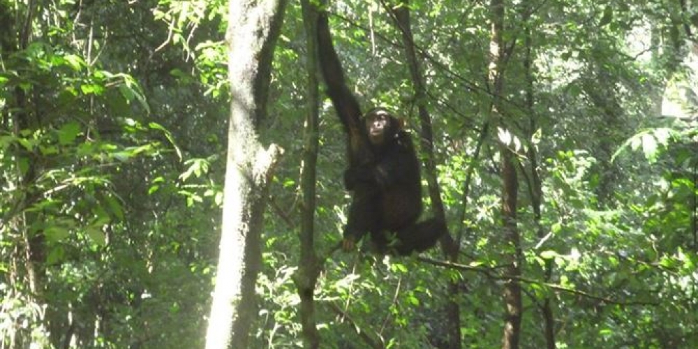 budongo forest