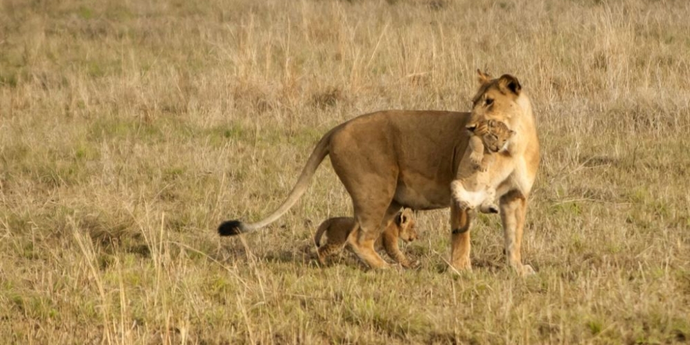 Kenya Authentic Safari
