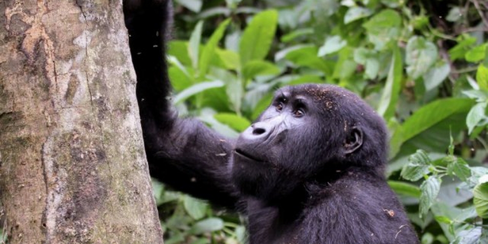 virunga gorilla