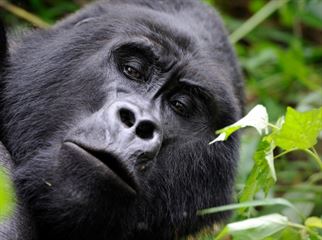 Gorilla in Bwindi