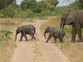 Elephants on a game drive
