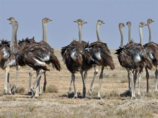 Ostriches in Kidepo Valley N.P 