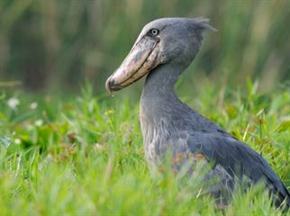 shoebill in mabamba