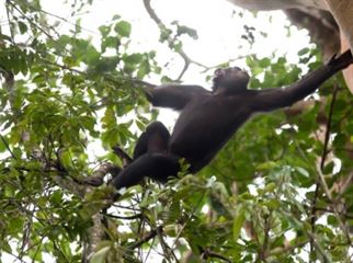 A Chimpanzee in Kibale Forest