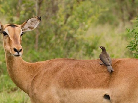 impala in lake mburo
