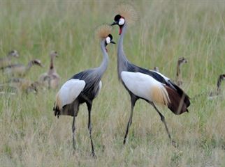 Uganda crested cranes