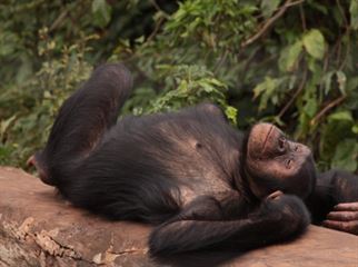 chimpanzee in Kibale forest