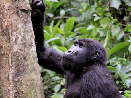 virunga gorilla