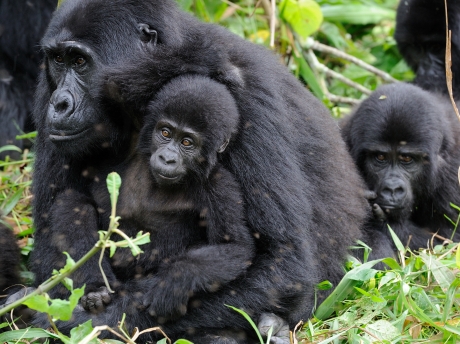 Celebrating two newly born mountain gorillas in Uganda’s Bwindi Impenetrable National Park