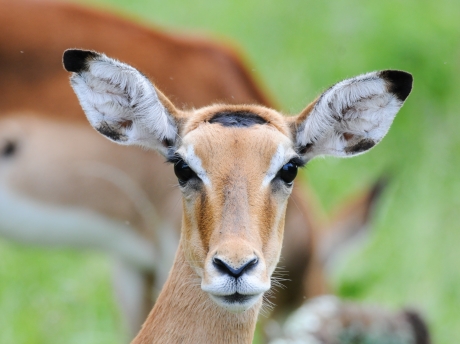 Impala at Lake Mburo National Park